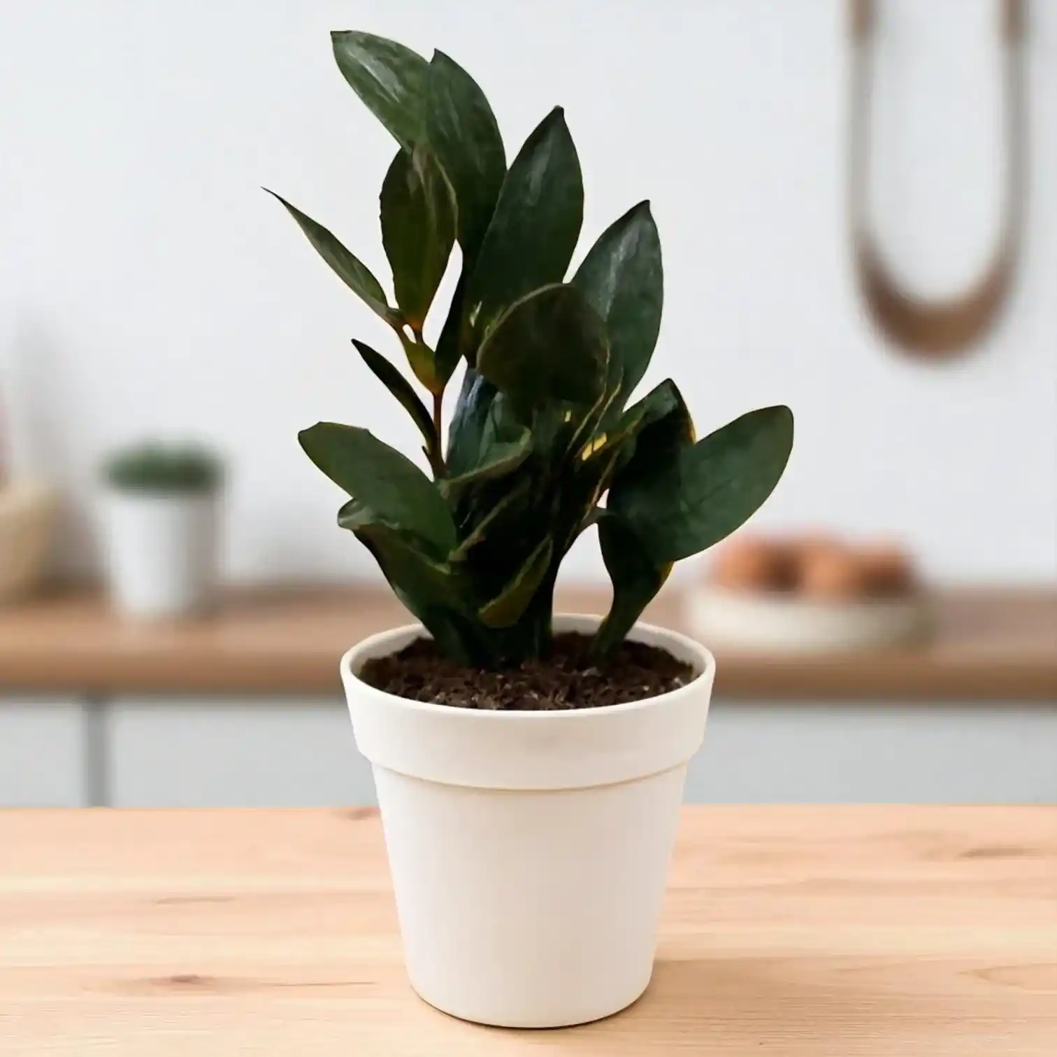 Zamia Black Plant